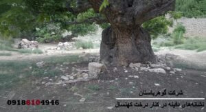 نشانه‌ ی دفینه در کنار درخت کهنسال