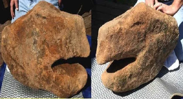 نقش سر لاکپشت در گنج‌یابی