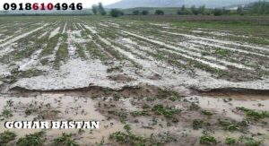بهترین فصل برای حفاری
