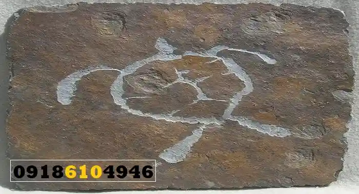 تفسیر لاکپشت در دفینه‌یابی