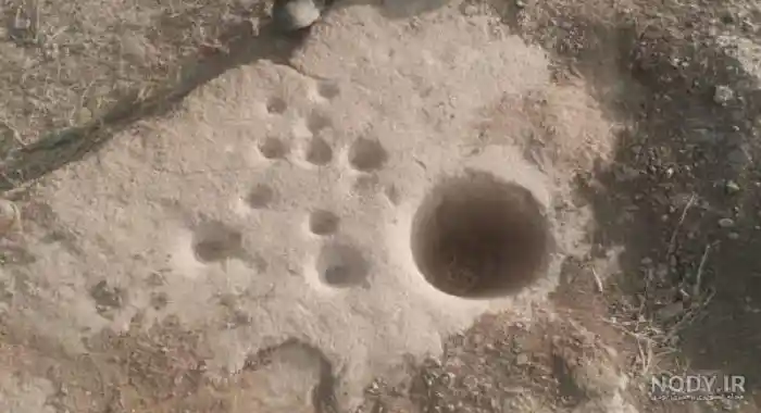 فاصله جوغن تا دفینه