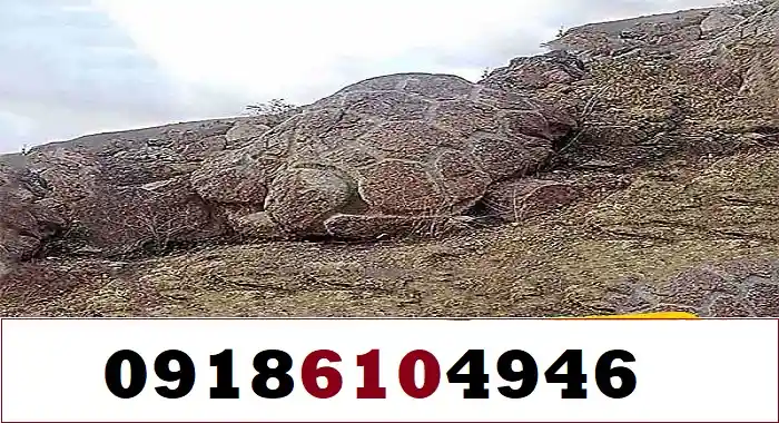 تفسیر لاکپشت در دفینه‌یابی